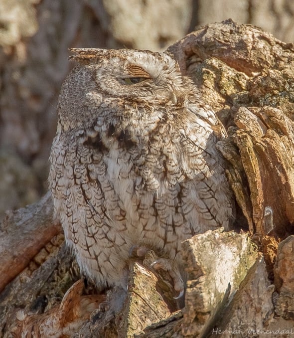Screech owl napping