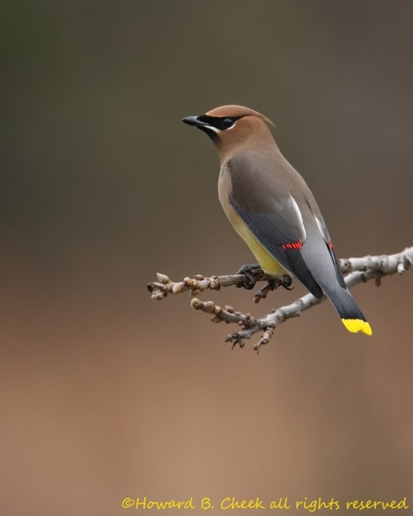 Red Pens (Cedar Waxwing)