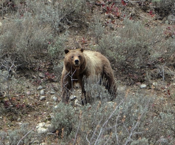 Grizzly sow