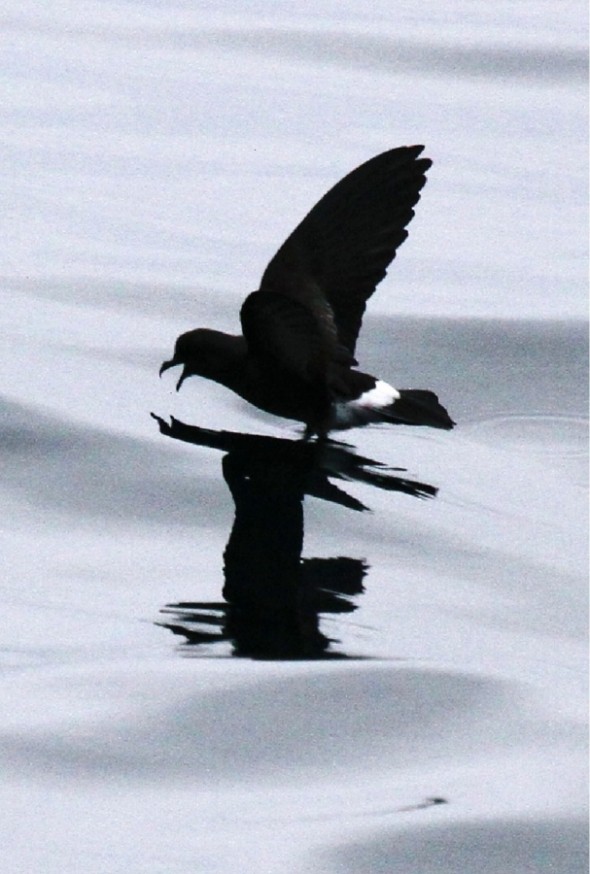 White-vented storm petrel