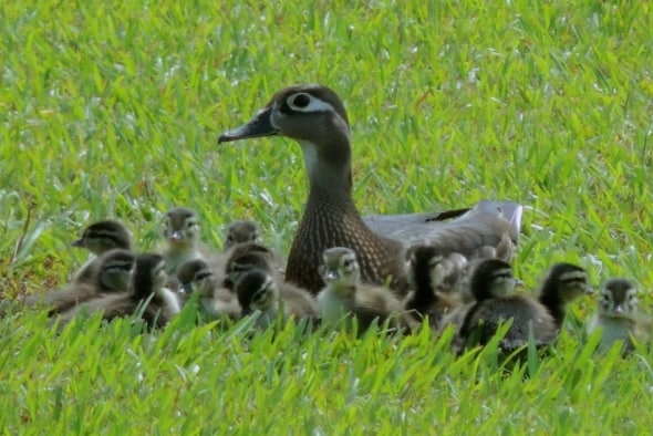 Mama Wood Duck and Her Babies