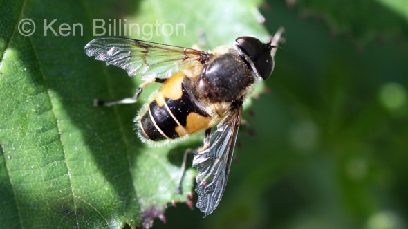 Hoverfly-