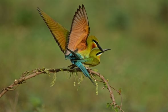 Blue Tailed Bee Eater Mating 