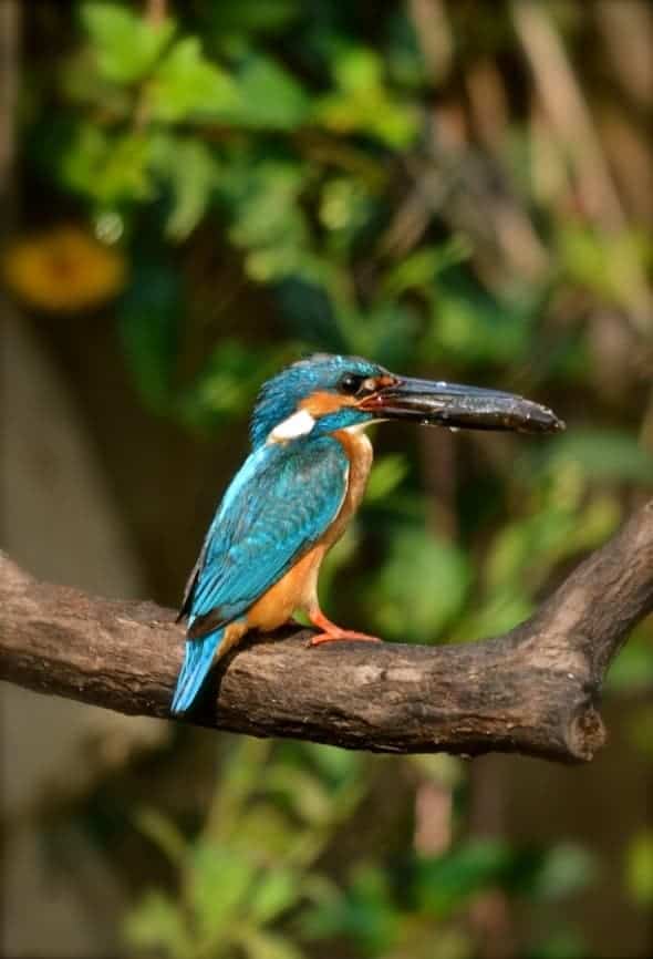 Common Blue Kingfisher