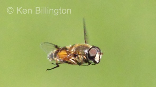 Hoverfly (Sericomyia silentis)