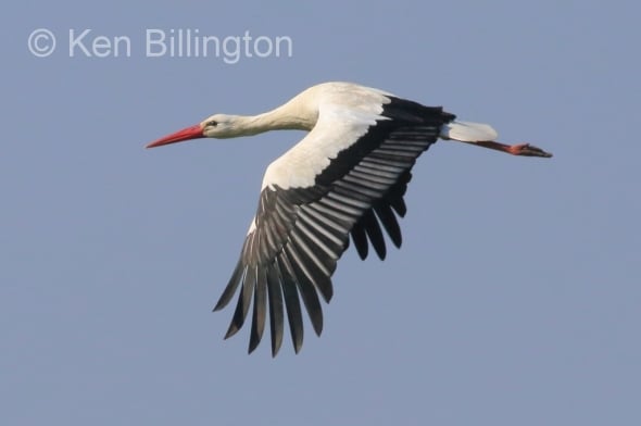 White Stork in Flight