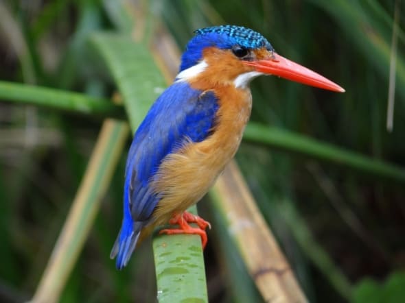 Malachite Kingfisher | Focusing on Wildlife