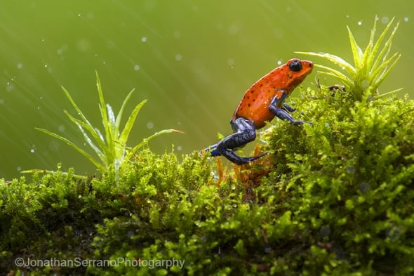 Strawberry poison-dart-frog