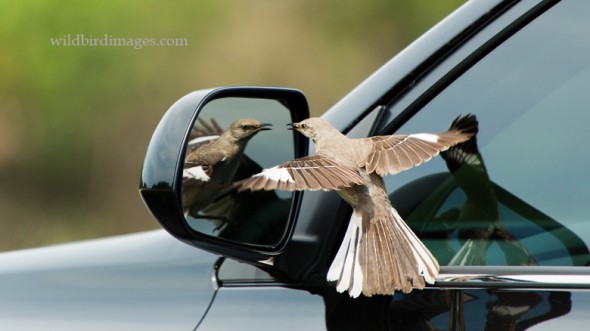 Mocking bird on mirror