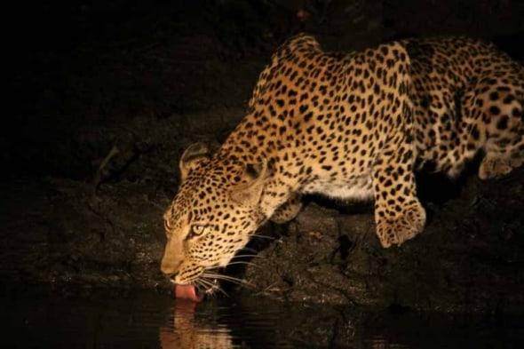 Leopard Drinking after Dark