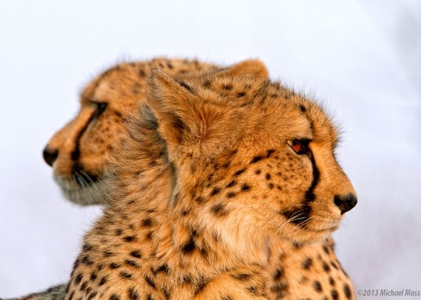 Two Headed Cheetah?