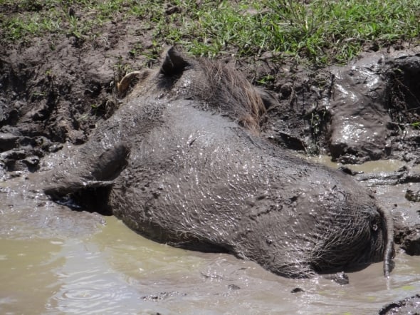 Warthog  wallowing in the mud