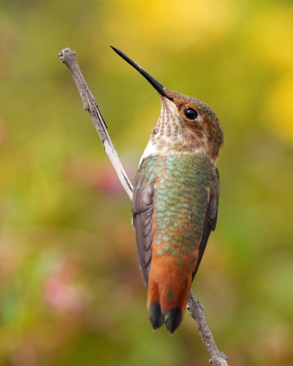 Allen’s Hummingbird (juvenile male)