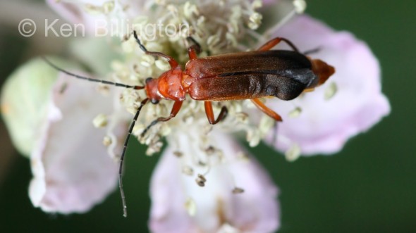 Red-Soldier-Beetle-