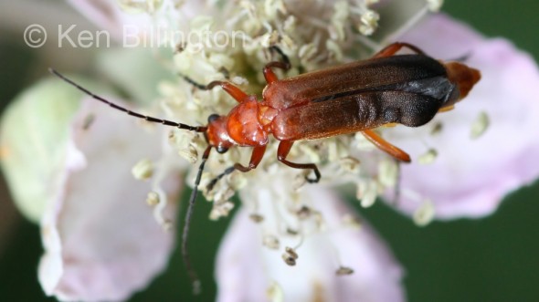 Red-Soldier-Beetle-