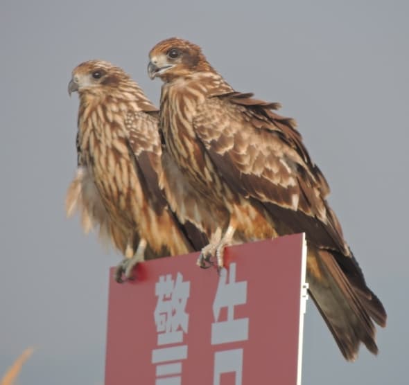 Young Black Kite Friends