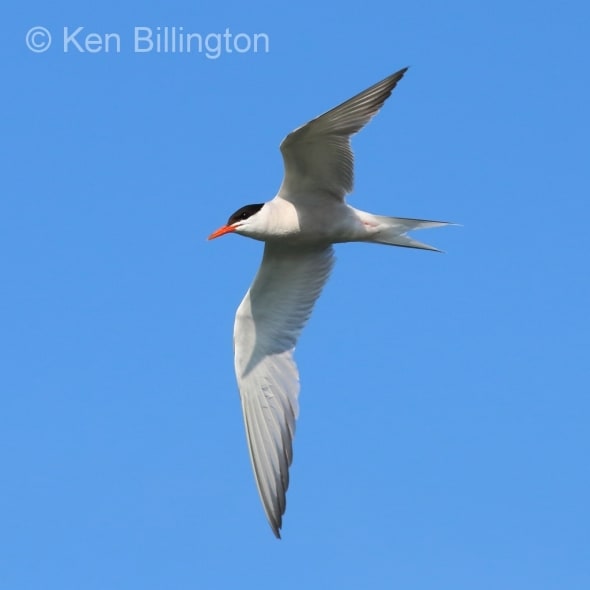 Common Tern (Sterna hirundo) 