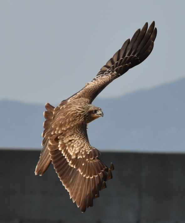 Hawk acrobatics