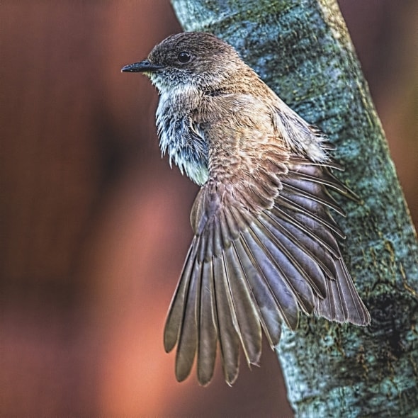 Eastern Kingbird flycatcher preening