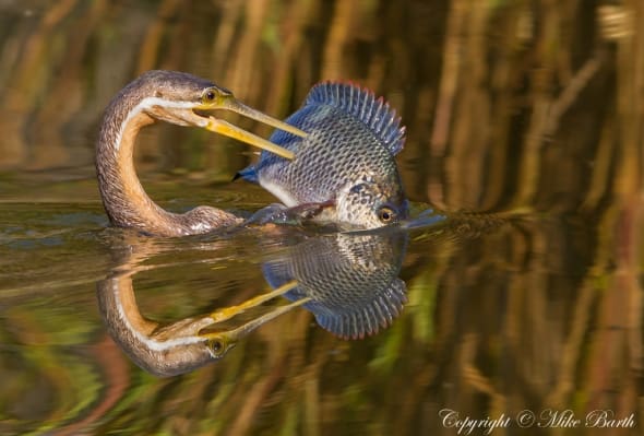 African Darter - spear fishing