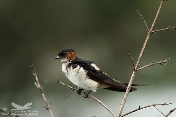 Red-rumpd Swallow