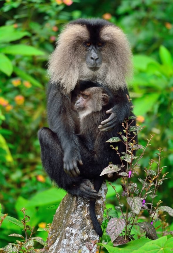 Lion-Tailed Macaque