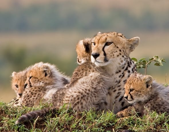 Cheetah and Cubs