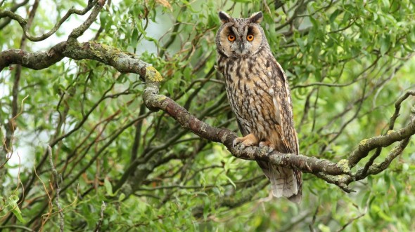 Long-eared Owl (Asio Otus)