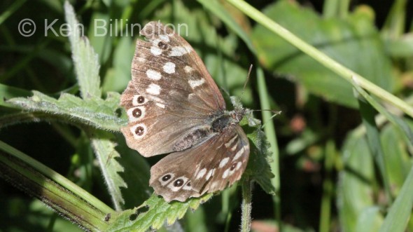 Speckled-Wood-