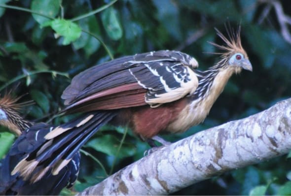 Hoatzin