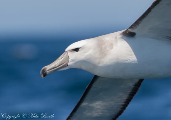 Shy Albatross Thalassarche Cauta 