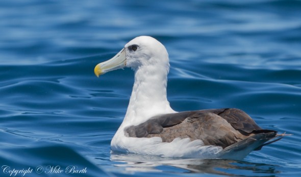 Shy Albatross Thalassarche Cauta 