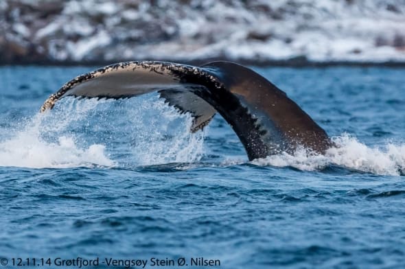 Humpback Diving in Tromsø, Norway