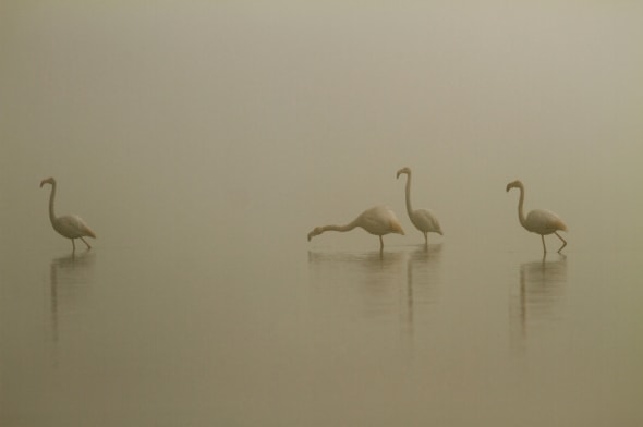 Greater Flamingoes in the Fog