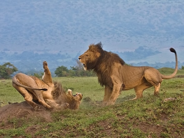 Male lions fighting