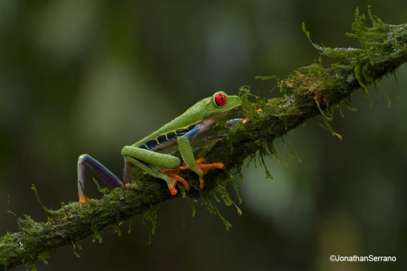 Red eyed-leaf-frog