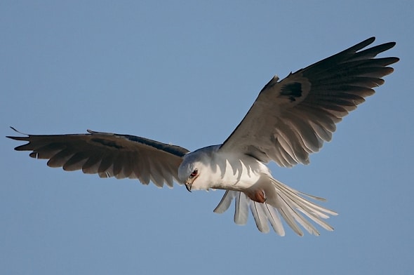 White-tailed Kite Hover and Tail Flare 