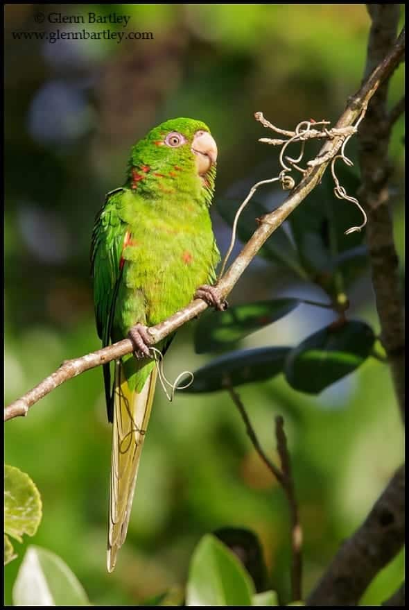 Cuban Parakeet (Psittacara euops)