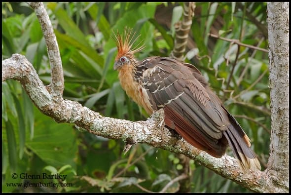 Hoatzin (Opisthocomus hoazin) perched on a branch near the Napo River in Amazonian Ecuador.