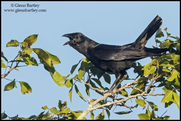 Cuban Palm Crow (Corvus minutus)
