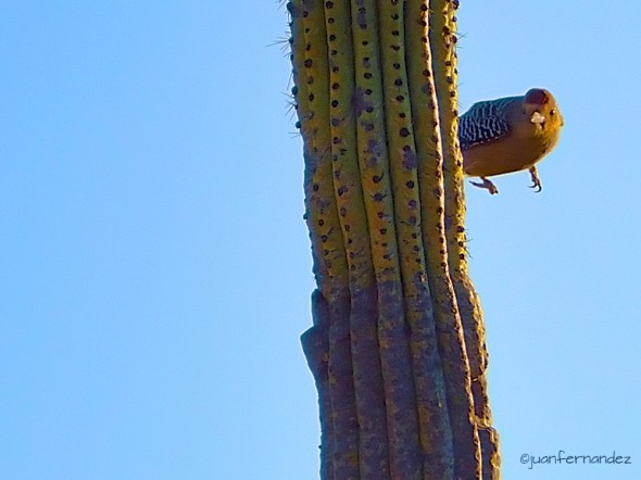 Carpintero Del Desierto - Gila Woodpecker