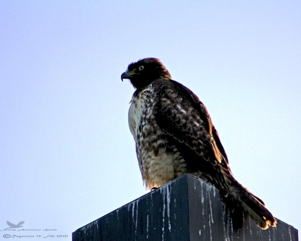 Red-tailed Hawk- Buteo Jamaicensis