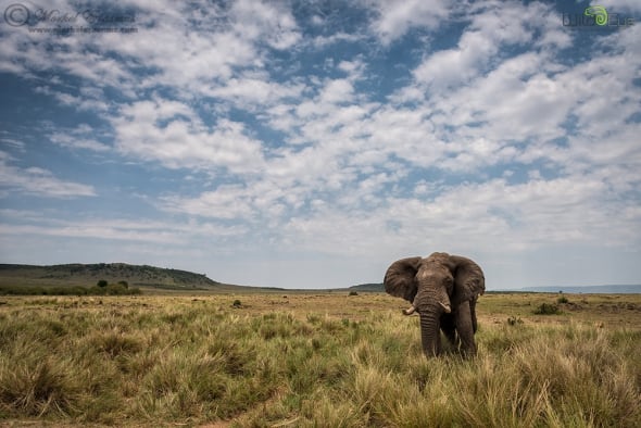 Elephant in the Mara 