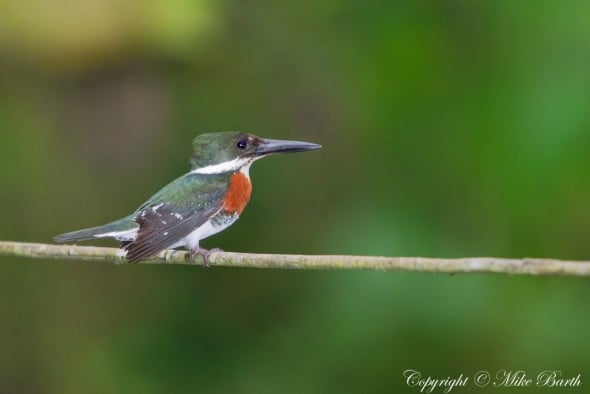 Green Kingfisher 