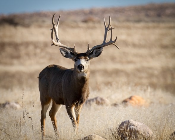 King of the Mule Deer Bucks
