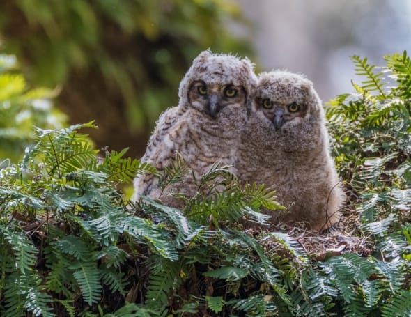 Great Horned Owl Owlets