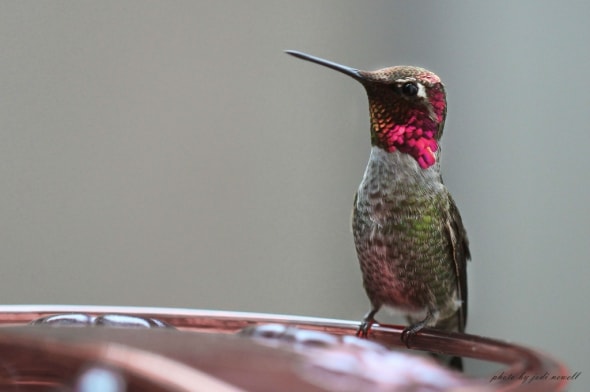 Handsome Anna’s Hummingbird