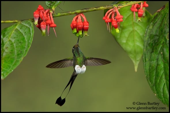 Booted Racket-tail hummingbird (Ocreatus underwoodii)