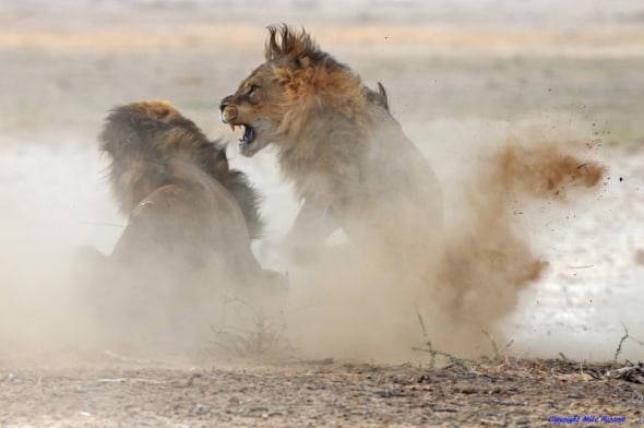 Lion Fight