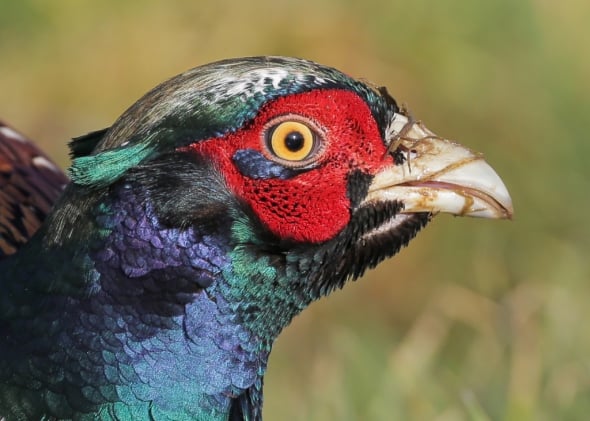 Pheasant Portrait